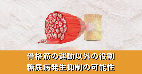 【最新研究】骨格筋の運動以外の役割｜糖尿病発生抑制の可能性