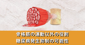【最新研究】骨格筋の運動以外の役割｜糖尿病発生抑制の可能性