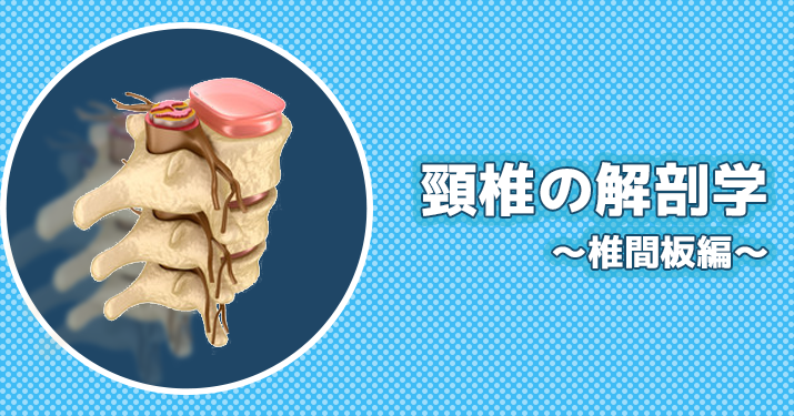 頸椎の解剖学  ～椎間板編～