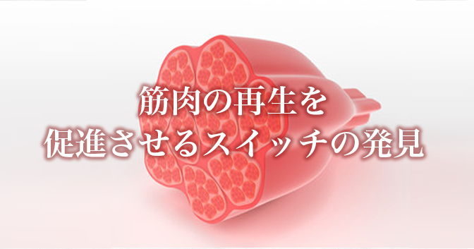 筋肉の再生を促進させるスイッチの発見 ～筋肉の再生治療の応用に期待～