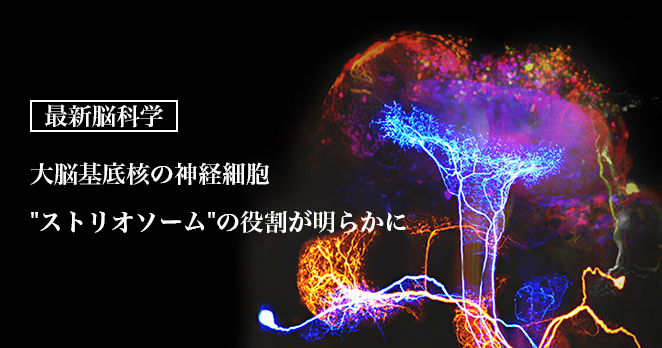 【最新脳科学】大脳基底核の神経細胞"ストリオソーム"の役割が明らかに