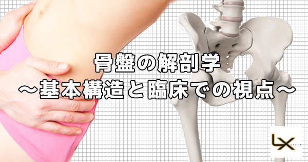 骨盤の解剖学  〜基本構造と臨床での視点〜