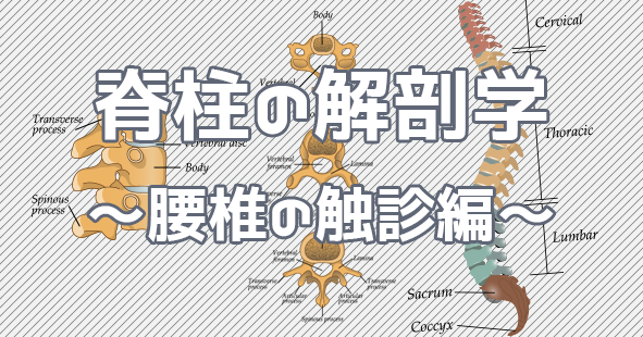 脊柱の解剖学  ～腰椎の触診編～