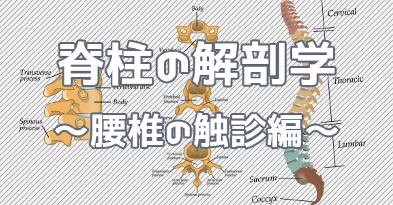 脊柱の解剖学 ～腰椎の触診編～ | 理学療法士・作業療法士・言語聴覚士