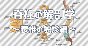 脊柱の解剖学  ～腰椎の触診編～