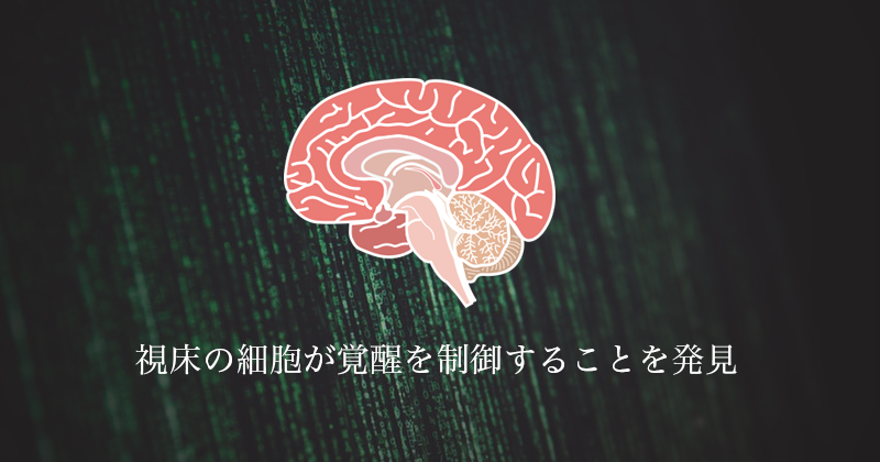 視床の細胞が覚醒を制御することを発見｜筑波大
