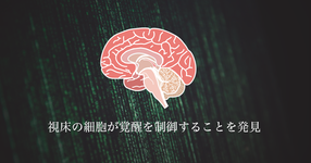 視床の細胞が覚醒を制御することを発見｜筑波大