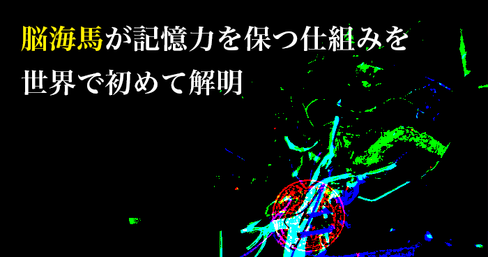 脳海馬が記憶力を保つ仕組みを世界で初めて解明｜富山大学