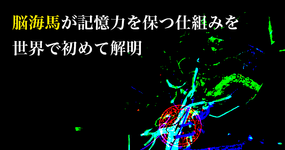 脳海馬が記憶力を保つ仕組みを世界で初めて解明｜富山大学