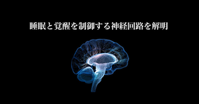 視床下部睡眠中枢と覚醒中枢の神経接続の解明｜筑波大