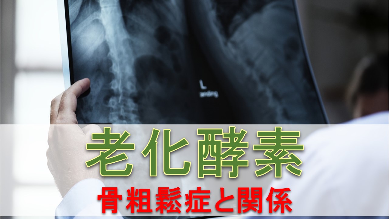 老化に関連する酵素　骨粗鬆症と関係