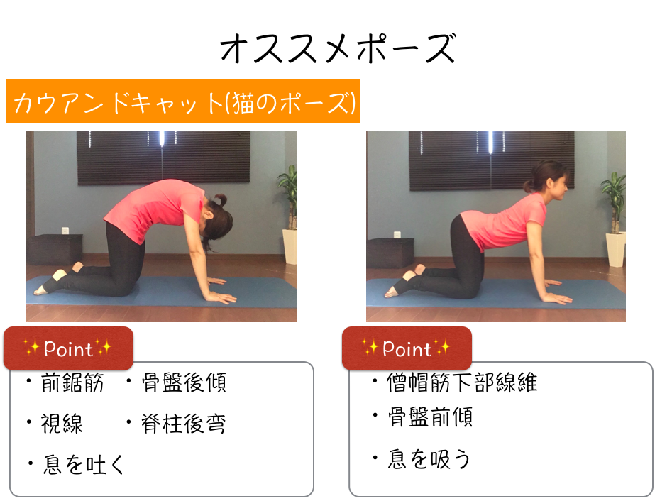 誰でもわかる!月経のメカニズム④