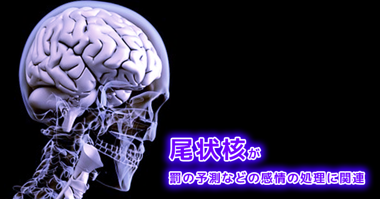 尾状核が罰の予測などの感情の処理に関連｜京都大学研究