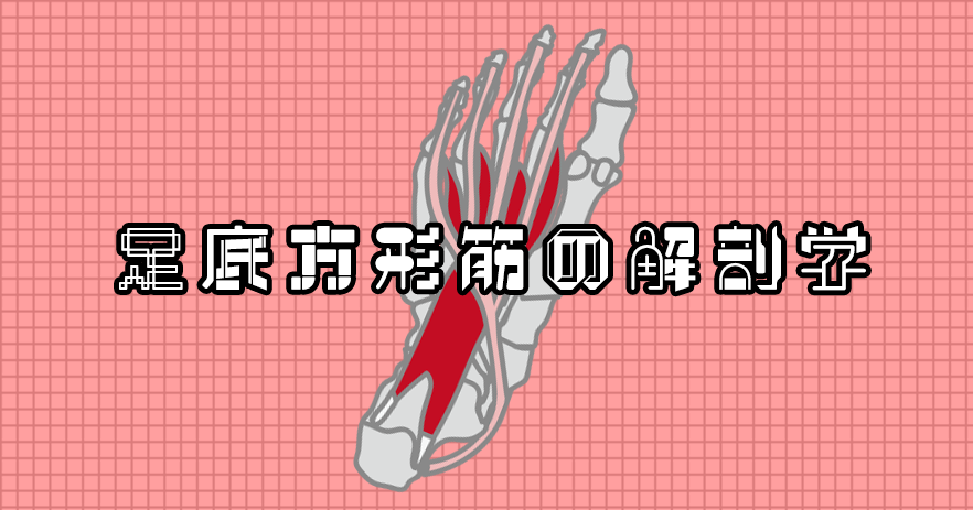 足底方形筋の解剖学講座