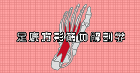 足底方形筋の解剖学講座