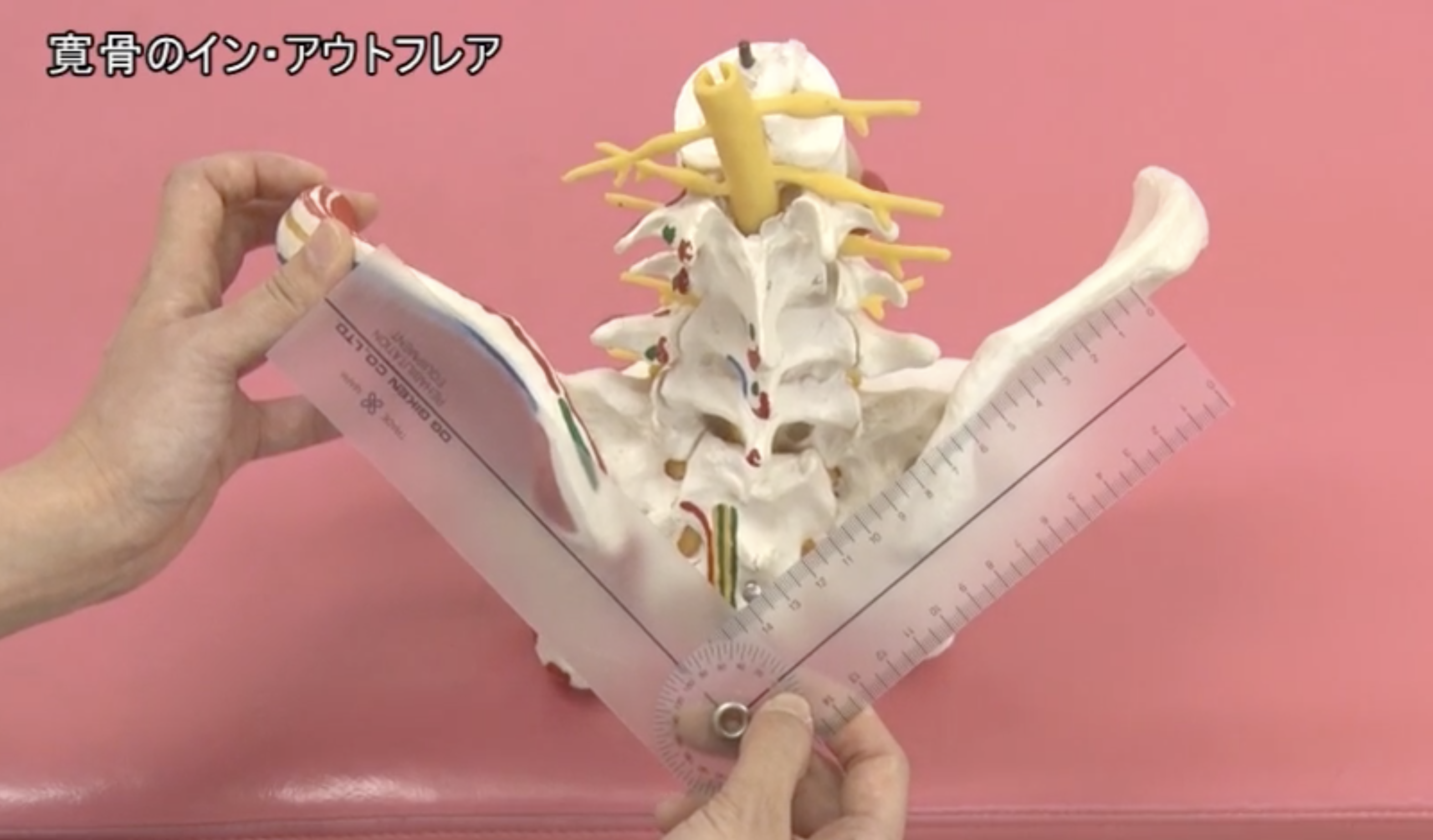 仙腸関節の運動学｜礒脇 まゆみ先生