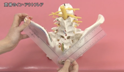 仙腸関節の運動学｜礒脇 まゆみ先生