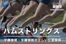 【1ヶ月基礎医学講座】1日目ハムストリングス