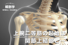 【1ヶ月基礎医学講座】7日目上腕二頭筋