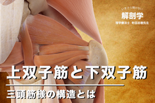 【1ヶ月基礎医学講座】8日目上双子筋と下双子筋