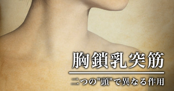 【1ヶ月基礎医学講座】11日目胸鎖乳突筋