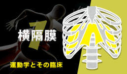 【1ヶ月基礎医学講座】17日目横隔膜ー運動学編ー