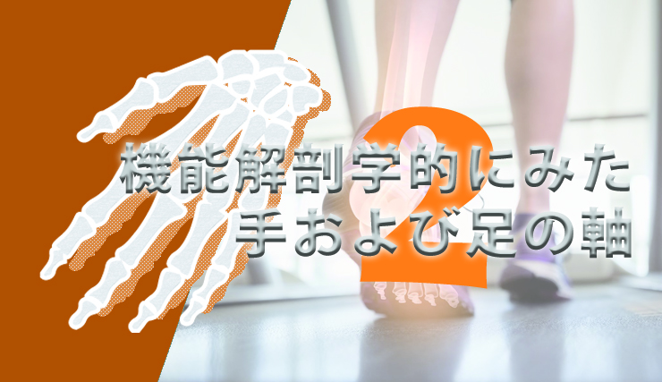 【1ヶ月基礎医学講座】18日目手部・足部ー運動学編ー