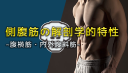 【1ヶ月基礎医学講座】21日目腹横筋ー運動学編ー
