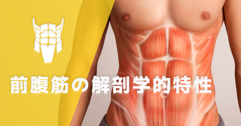 【1ヶ月基礎医学講座】22日目腹筋ー運動学編ー