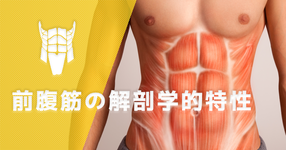 【1ヶ月基礎医学講座】22日目腹筋ー運動学編ー