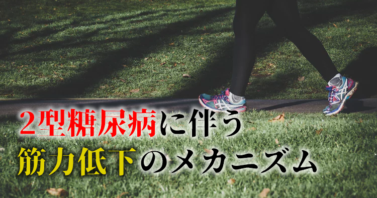 2型糖尿病は筋力低下をどのようにして引き起こす？