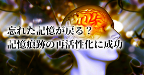 記憶をスムーズに思い出すことができる薬が発見