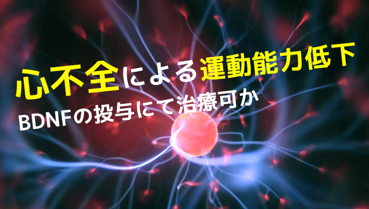 心不全による運動能力低下 BDNFの投与にて治療可か