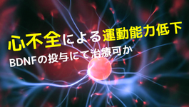心不全による運動能力低下 BDNFの投与にて治療可か