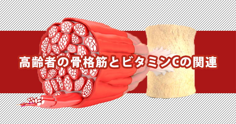 【最新研究】骨格筋でのビタミンC不足は筋萎縮や身体能力の低下をもたらす？