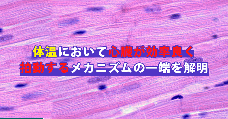 心臓には、体温を利用し効率よく収縮する仕組みが備わっている?
