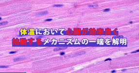 心臓には、体温を利用し効率よく収縮する仕組みが備わっている？