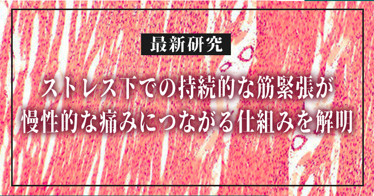 慢性疲労症候群や線維筋痛症における痛みのメカニズムが解明