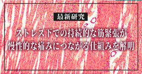 慢性疲労症候群や線維筋痛症における痛みのメカニズムが解明