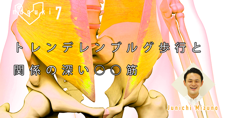 【運動器7】トレンデレンブルグ歩行と関係の深い○○筋