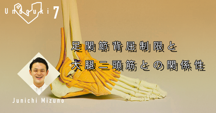 【運動器7】足関節背屈制限と大腿二頭筋との関係性