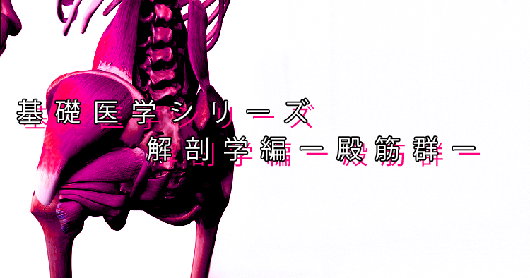 【SPOT Writer】基礎医学シリーズ解剖学編ー殿筋群ー