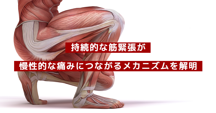 持続的な筋緊張が慢性的な痛みにつながるメカニズムを解明｜名古屋大