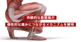 持続的な筋緊張が慢性的な痛みにつながるメカニズムを解明｜名古屋大