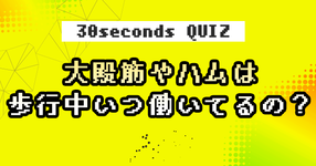 【クイズ】大殿筋やハムは、歩行中いつ働いてるの？
