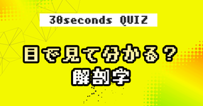 【クイズ】目で見て分かる？解剖学