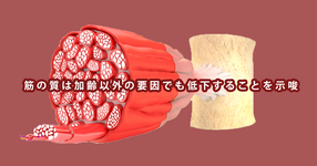 筋の質は加齢以外の要因でも低下することを示唆 | 名古屋大学