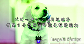 【SPOT Writer】パピーや4.5ヵ月肢位が構築する歩行時の重心移動能力