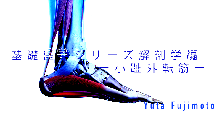 【SPOT Writer】基礎医学シリーズ解剖学編ー小趾外転筋ー
