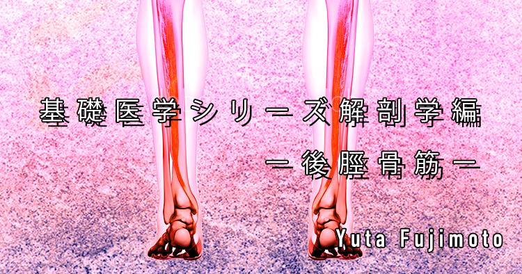 【SPOT Writer】基礎医学シリーズ解剖学編ー後脛骨筋ー
